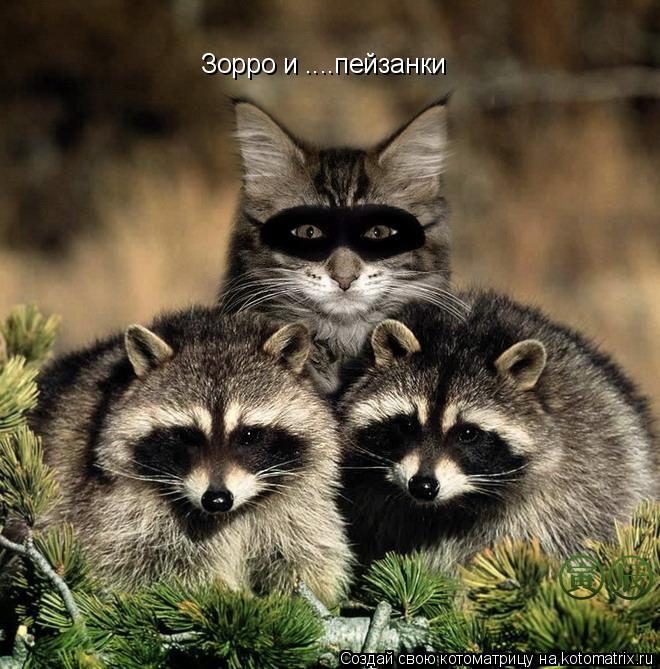 Зорро и ....пейзанки... Котоматрица: Зорро и ....пейзанки