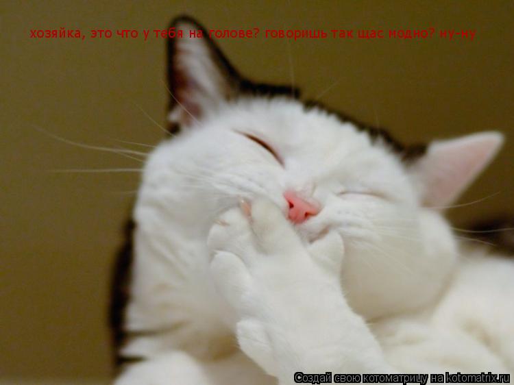хозяйка, это что у тебя на голове? говоришь так щас модно? ну-ну... Котоматрица: хозяйка, это что у тебя на голове? говоришь так щас модно? ну-ну