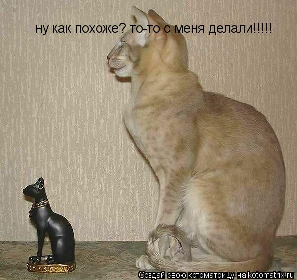 ну как похоже? то-то с меня делали!!!!!... Котоматрица: ну как похоже? то-то с меня делали!!!!!