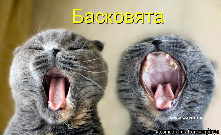 Басковята... Котоматрица: Басковята