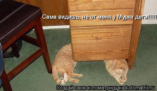 Сама видишь, не от меня у Мурки дети!!!!!... Котоматрица: Сама видишь, не от меня у Мурки дети!!!!!