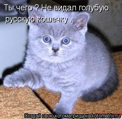 Ты чего ? Не видал голубую русскую кошечку ...... Котоматрица: Ты чего ? Не видал голубую русскую кошечку ...