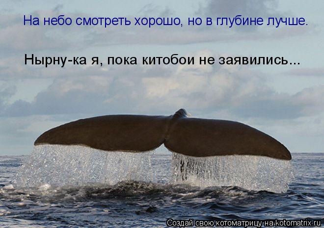 Нырну-ка я, пока китобои не заявились... На небо смотреть хорошо, но в глубине лучше.... Котоматрица: Нырну-ка я, пока китобои не заявились... На небо смотреть хорошо, но в глубине лучше.