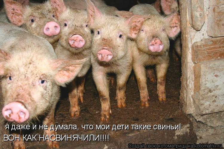 я даже и не думала, что мои дети такие свиньи! ВОН КАК НАСВИНЯЧИЛИ!!!!... Котоматрица: я даже и не думала, что мои дети такие свиньи! ВОН КАК НАСВИНЯЧИЛИ!!!!