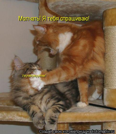 Молчать! Я тебя спрашиваю! Умуммумууммм!... Котоматрица: Молчать! Я тебя спрашиваю! Умуммумууммм!