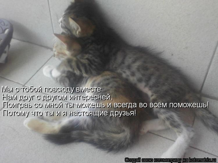 Мы с тобой повсюду вместе Нам друг с другом интересней, Поиграь со мной ты можешь и всегда во всём по... Котоматрица: Мы с тобой повсюду вместе Нам друг с другом интересней, Поиграь со мной ты можешь и всегда во всём поможешь! Потому что ты и я настоящие друз