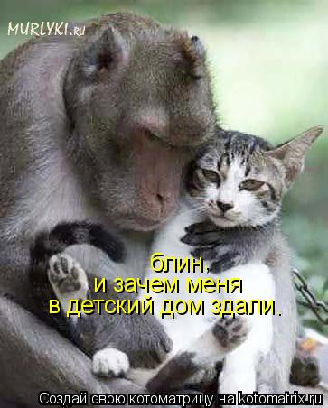 блин и зачем меня в детский дом здали . ,... Котоматрица: блин и зачем меня в детский дом здали . ,