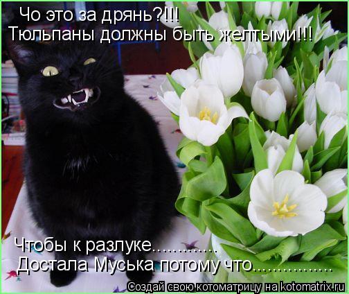 Чо это за дрянь?!!! Чо это за дрянь?!!! Тюльпаны должны быть желтыми!!! Чтобы к разлуке............. ... Котоматрица: Чо это за дрянь?!!! Чо это за дрянь?!!! Тюльпаны должны быть желтыми!!! Чтобы к разлуке............. Достала Муська потому что................