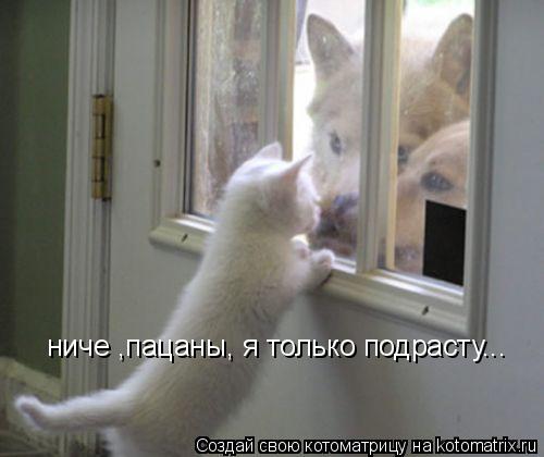 ниче ,пацаны, я только подрасту...... Котоматрица: ниче ,пацаны, я только подрасту...