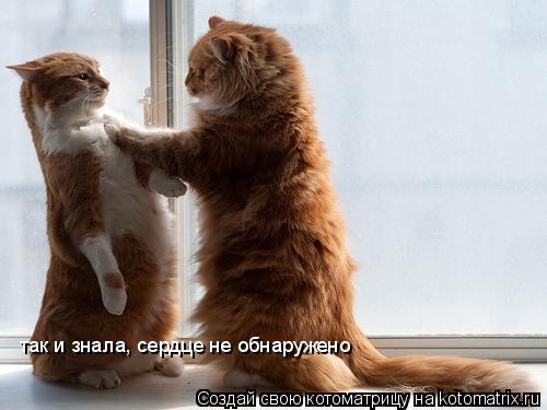 так и знала, сердце не обнаружено... Котоматрица: так и знала, сердце не обнаружено