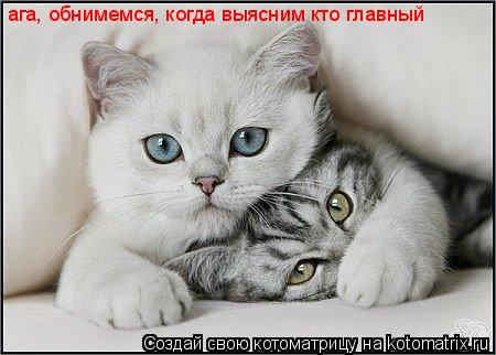 ага, обнимемся, когда выясним кто главный... Котоматрица: ага, обнимемся, когда выясним кто главный