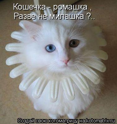 Кошечка - ромашка , Разве не милашка ?..... Котоматрица: Кошечка - ромашка , Разве не милашка ?..