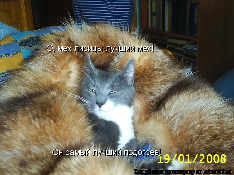О, мех лисицы-лучший мех! Он самый лучший подогрев!... Котоматрица: О, мех лисицы-лучший мех! Он самый лучший подогрев!