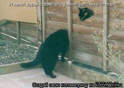 И какой дурак сказал что у меня растяжка плохая?... Котоматрица: И какой дурак сказал что у меня растяжка плохая?
