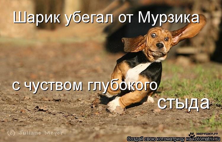 Шарик убегал от Мурзика с чуством глубокого стыда... Котоматрица: Шарик убегал от Мурзика с чуством глубокого стыда