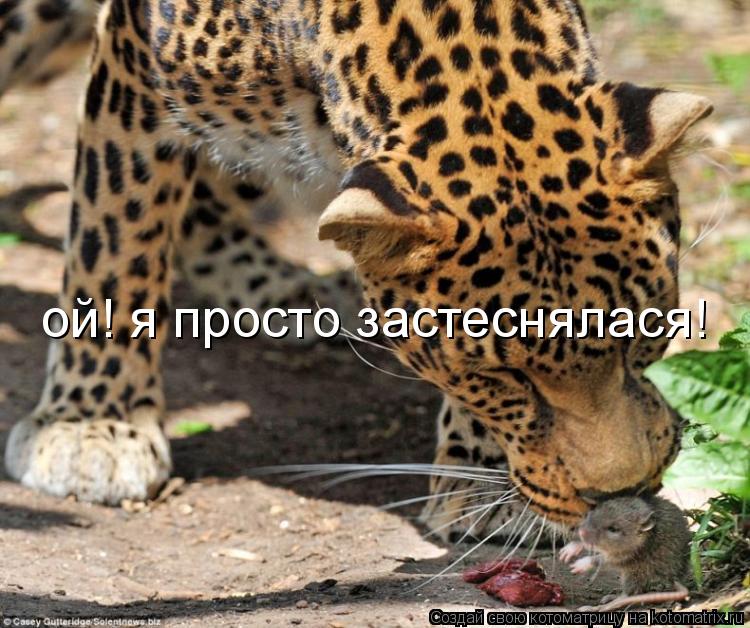 ой! я просто застеснялася!... Котоматрица: ой! я просто застеснялася!