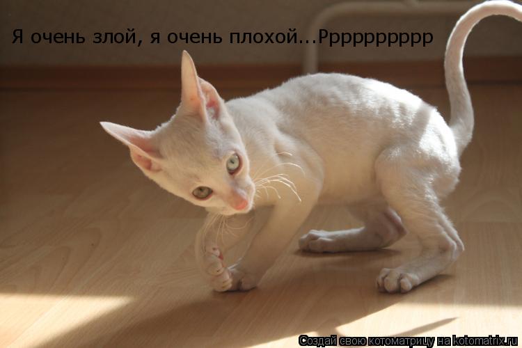 Котоматрица: Я очень злой, я очень плохой...Рррррррррр