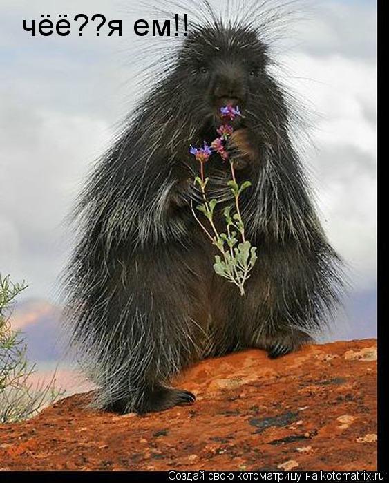 Котоматрица: чёё??я ем!!