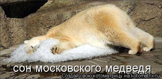Котоматрица: сон московского медведя