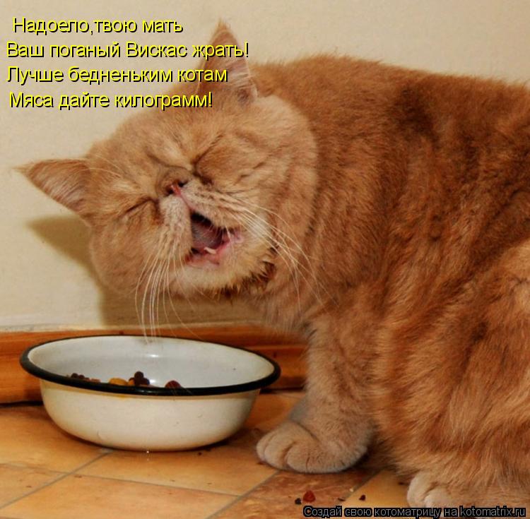 Надоело,твою мать Ваш поганый Вискас жрать! Лучше бедненьким котам Мяса дайте килограмм!... Котоматрица: Надоело,твою мать Ваш поганый Вискас жрать! Лучше бедненьким котам Мяса дайте килограмм!