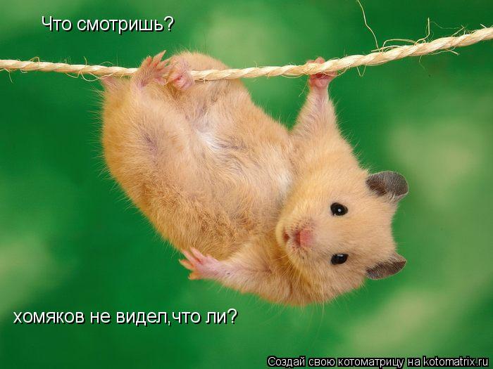 Что смотришь? хомяков не видел,что ли?... Котоматрица: Что смотришь? хомяков не видел,что ли?