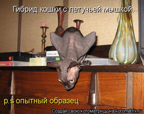 Гибрид кошки с летучьей мышкой. p.s oпытный образец... Котоматрица: Гибрид кошки с летучьей мышкой. p.s oпытный образец