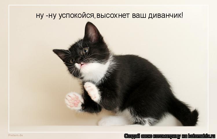 ну -ну успокойся,высохнет ваш диванчик!... Котоматрица: ну -ну успокойся,высохнет ваш диванчик!