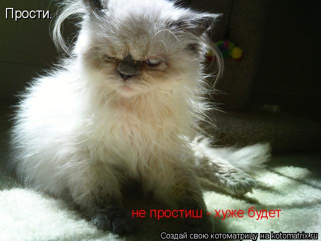 Прости. не простиш - хуже будет... Котоматрица: Прости. не простиш - хуже будет