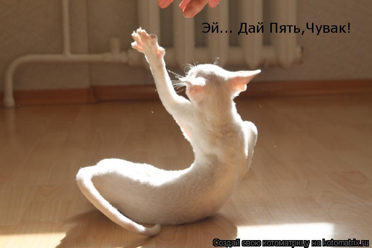 Эй... Дай Пять,Чувак!... Котоматрица: Эй... Дай Пять,Чувак!