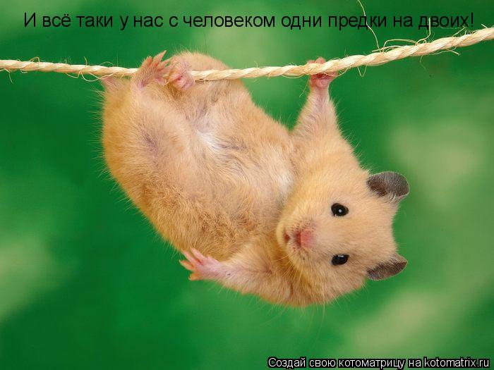 И всё таки у нас с человеком одни предки на двоих!... Котоматрица: И всё таки у нас с человеком одни предки на двоих!
