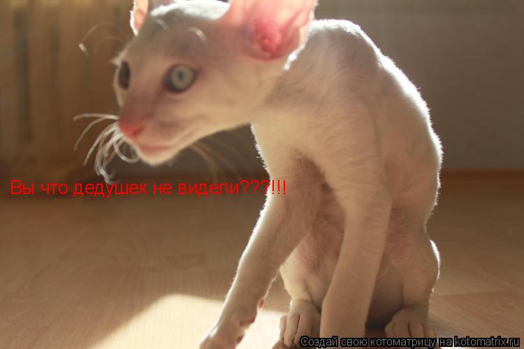 Вы что дедушек не видели???!!!... Котоматрица: Вы что дедушек не видели???!!!