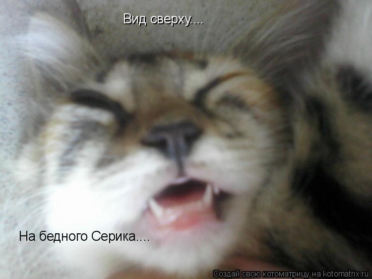 Вид сверху.... На бедного Серика....... Котоматрица: Вид сверху.... На бедного Серика....