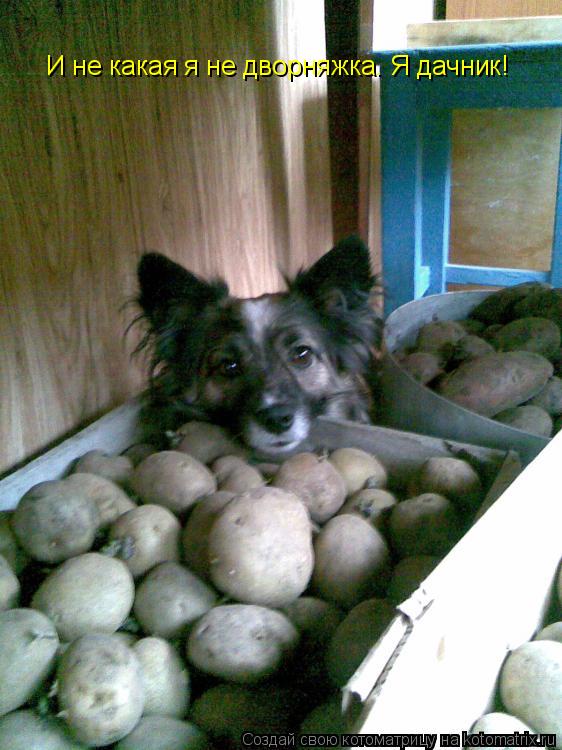Котоматрица: И не какая я не дворняжка. Я дачник!