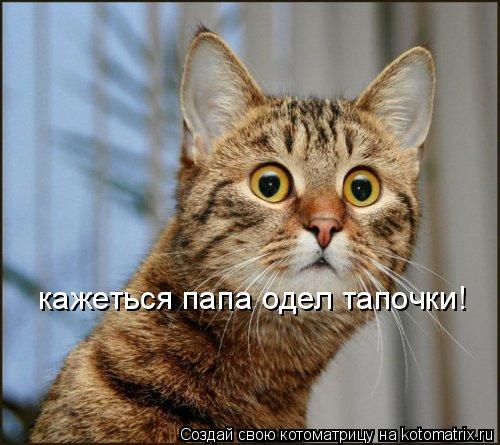 Котоматрица: кажеться папа одел тапочки!