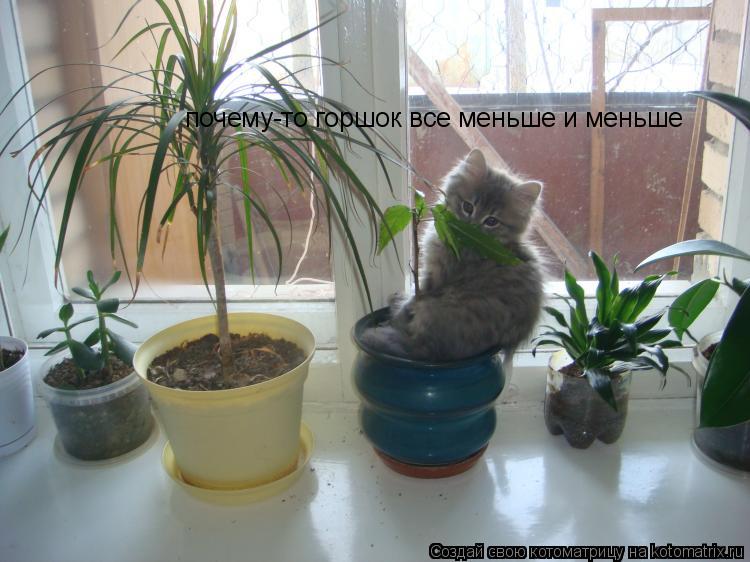 Котоматрица: почему-то горшок все меньше и меньше