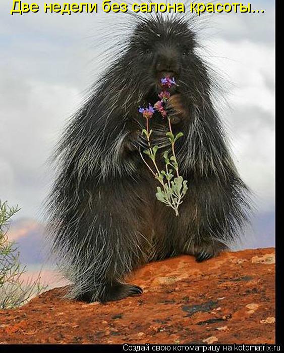 Котоматрица: Две недели без салона красоты...