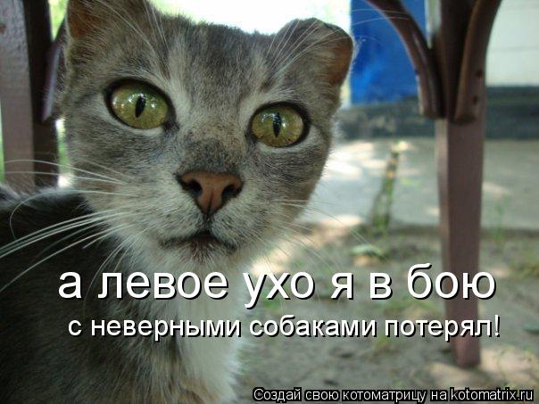 Котоматрица: а левое ухо я в бою  с неверными собаками потерял!