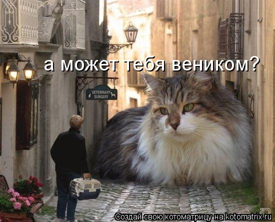 Котоматрица: а может тебя веником?
