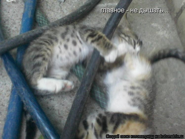 Котоматрица: главное - не дышать...