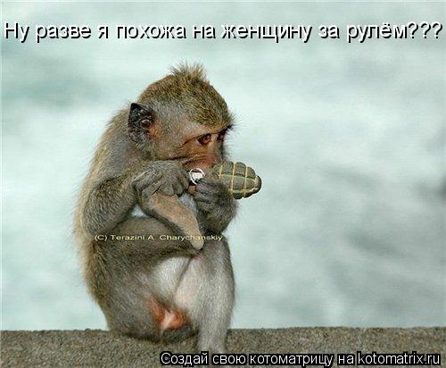 Ну разве я похожа на женщину за рулём???... Котоматрица: Ну разве я похожа на женщину за рулём???