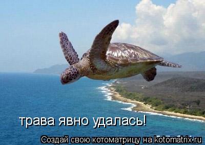 трава явно удалась!... Котоматрица: трава явно удалась!