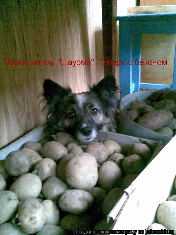 Новые чипсы "Шаурма". Теперь с беконом.... Котоматрица: Новые чипсы "Шаурма". Теперь с беконом.