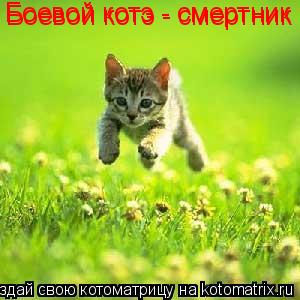 Боевой котэ - смертник Боевой котэ - смертник... Котоматрица: Боевой котэ - смертник Боевой котэ - смертник