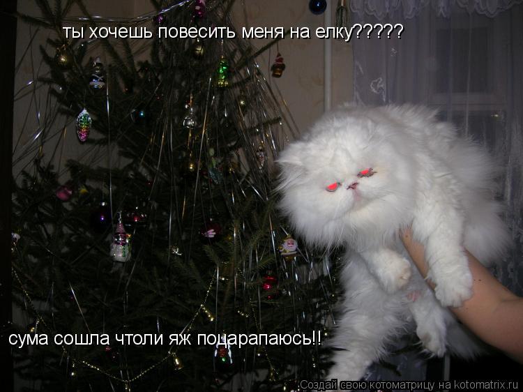 ты хочешь повесить меня на елку????? сума сошла чтоли яж поцарапаюсь!!... Котоматрица: ты хочешь повесить меня на елку????? сума сошла чтоли яж поцарапаюсь!!