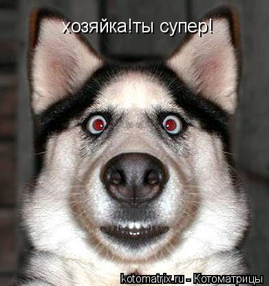 хозяйка!ты супер!... Котоматрица: хозяйка!ты супер!