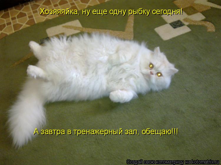Хозяяяйка, ну еще одну рыбку сегодня! А завтра в тренажерный зал, обещаю!!!... Котоматрица: Хозяяяйка, ну еще одну рыбку сегодня! А завтра в тренажерный зал, обещаю!!!