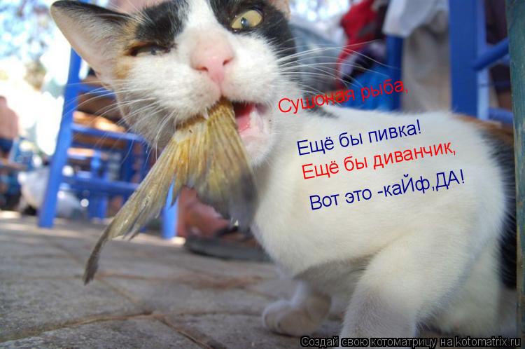 Ещё бы пивка! Сушоная рыба, Ещё бы диванчик, Вот это -каЙф,ДА!... Котоматрица: Ещё бы пивка! Сушоная рыба, Ещё бы диванчик, Вот это -каЙф,ДА!