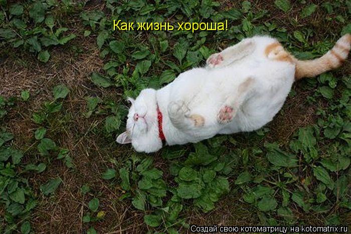 Как жизнь хороша!... Котоматрица: Как жизнь хороша!