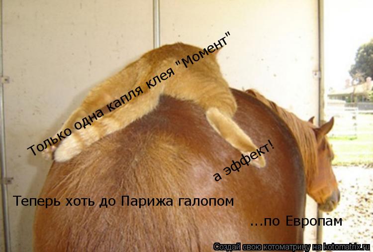 Только одна капля клея "Момент" а эффект! Теперь хоть до Парижа галопом ...по Европам... Котоматрица: Только одна капля клея "Момент" а эффект! Теперь хоть до Парижа галопом ...по Европам