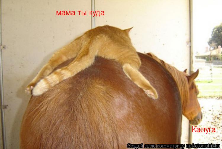 мама ты куда Калуга... Котоматрица: мама ты куда Калуга